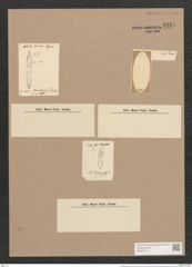 Synedra gaulardi Breb. et Arndt (de-Toni-Nr.: Genus 66, Species 2585) Zeichnungen Sammlung Grunow Nr. 5243 (NHMW-BOT-W0373617)